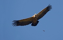 Gänsegeier 2