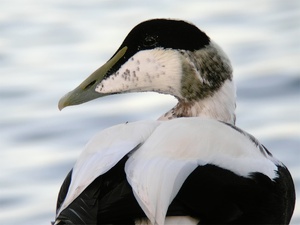 "Besuch der kleinen Dame"