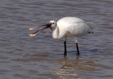 Löffler (Platalea Leucorodia)