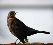 Amsel