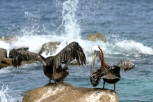 Brauner Pelikan *Pelecanus occidentalis*