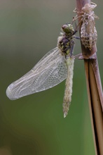 Neugeschlüpfte Grosslibelle