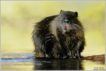 Nutria (Myocastor coypus)