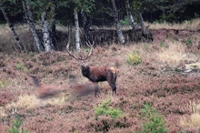 PLatzhirsch