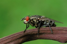 Fliege im Spätsommer