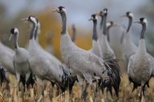 Die Augen der Kraniche (grus grus)