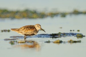 Alpenstrandläufer