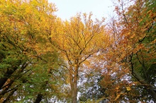 herbstliche Buchen vor meiner Haustür