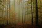 ~ Im Nebelwald 2 ~