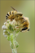 Seidenbiene(colletes-daviesanus)