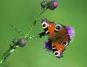 Tagpfauenauge an Distel