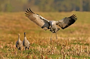 "Guck `mal Mama, da kommt Papa"