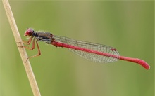 Späte Adonislibelle (Ceriagrion tenellum)