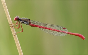 Späte Adonislibelle (Ceriagrion tenellum)