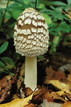 Spechttintling (Coprinus picaceus)