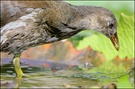 Teichhuhn