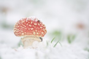 Fliegenpilz im Schnee