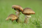 Hallimasch (Armillaria mellea)