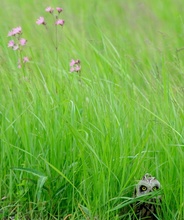 Wiesenblume mit Sumpfohreule ( Asio flammeus)