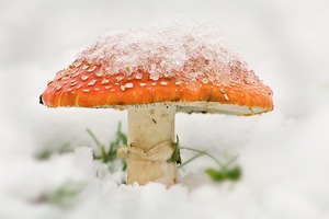 (noch ein) Fliegenpilz im Schnee