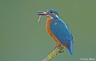 Wieder gibt es Fisch