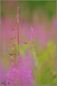 Schmalblättriges Weidenröschen (Epilobium angustifolium)