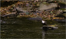 Wasseramsel im Hebst