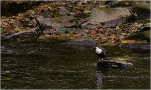 Wasseramsel im Hebst