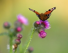 Tagpfauenauge an Distel