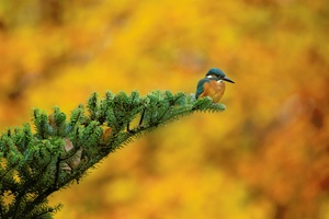 Eisvogel im Herbst