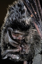 Mopsfledermaus