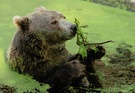 Grüne Entengrütze mit Bär :o)