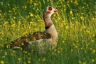 Nilgans