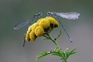 Becher-Azurjungfern