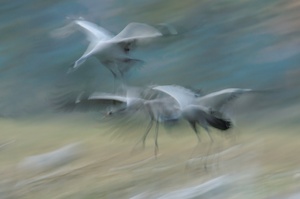 Kraniche im Landeanflug