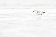 ~ Sanderling ~