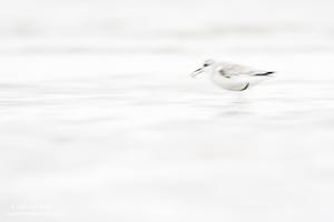 ~ Sanderling ~