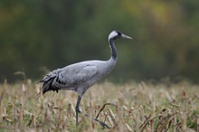 Kranich (grus grus)