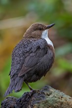 Wasseramsel im Balzgehabe