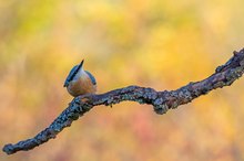 Herbstlicher Kleiber