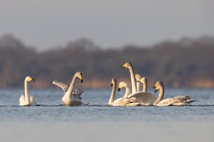 Stürmische Begrüßung