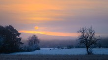 Rehe zum Sonnenaufgang