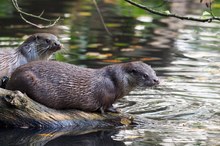 Fischotter - Tierpark Sababurg