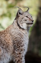 Luchs im Herbstlicht