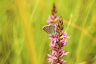 Cyaniris semiargus