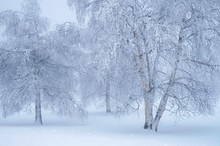 Drei Birken im Schnee