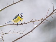 Blaumeise bei Schnee