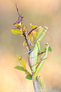 Gottesanbeterin - Mantis religiosa