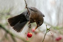 Die letzte Frucht