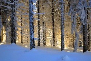 Winterwald in der Abendsonne
